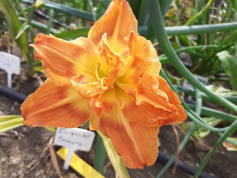  - Hemerocallis 2022
