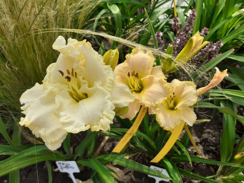  - Hemerocallis 2022