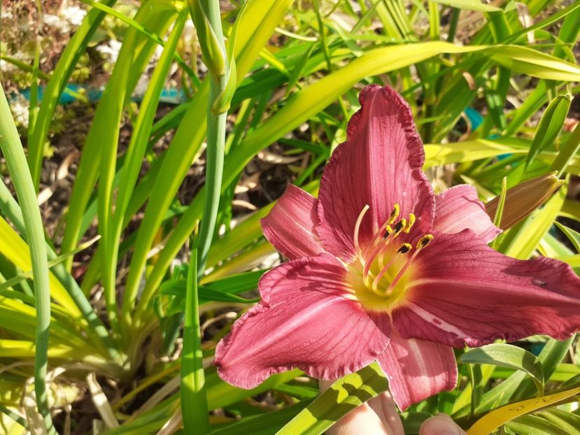  - Hemerocallis 2022