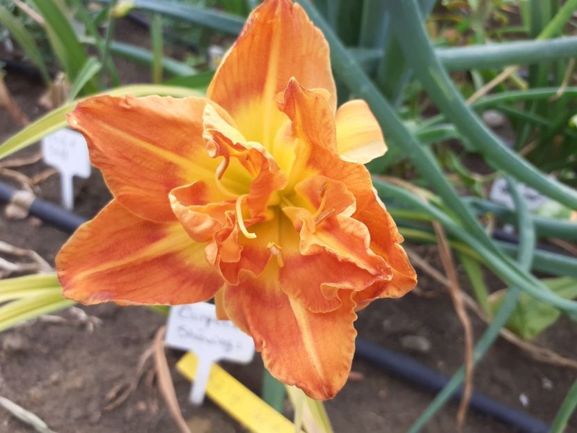  - Hemerocallis 2022