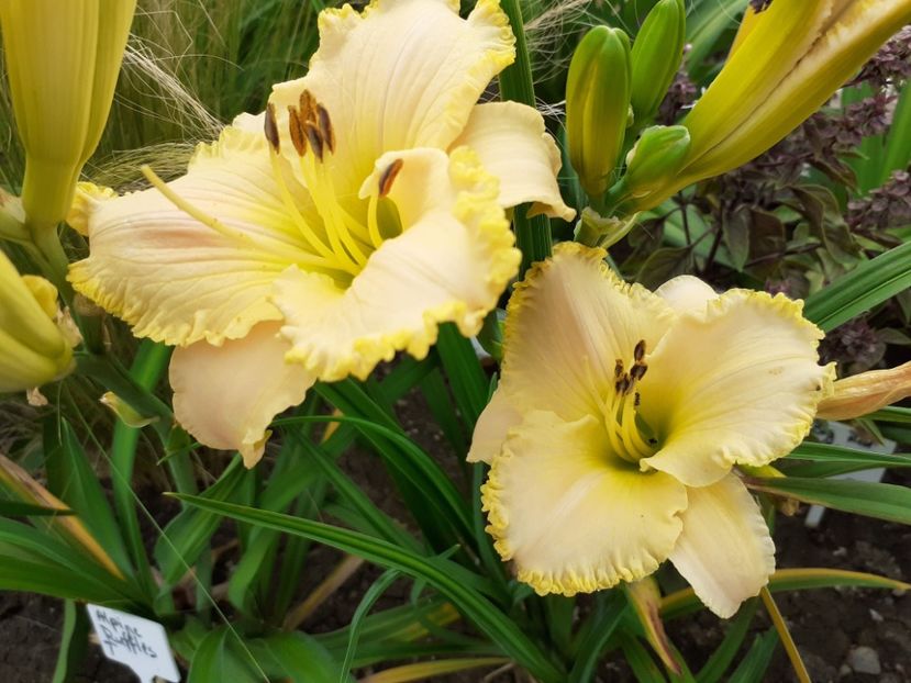  - Hemerocallis 2022