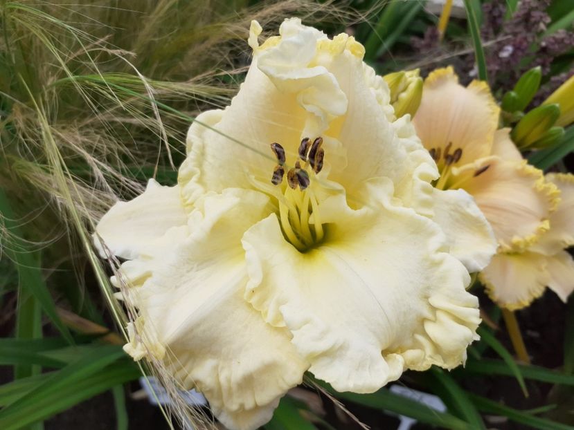  - Hemerocallis 2022
