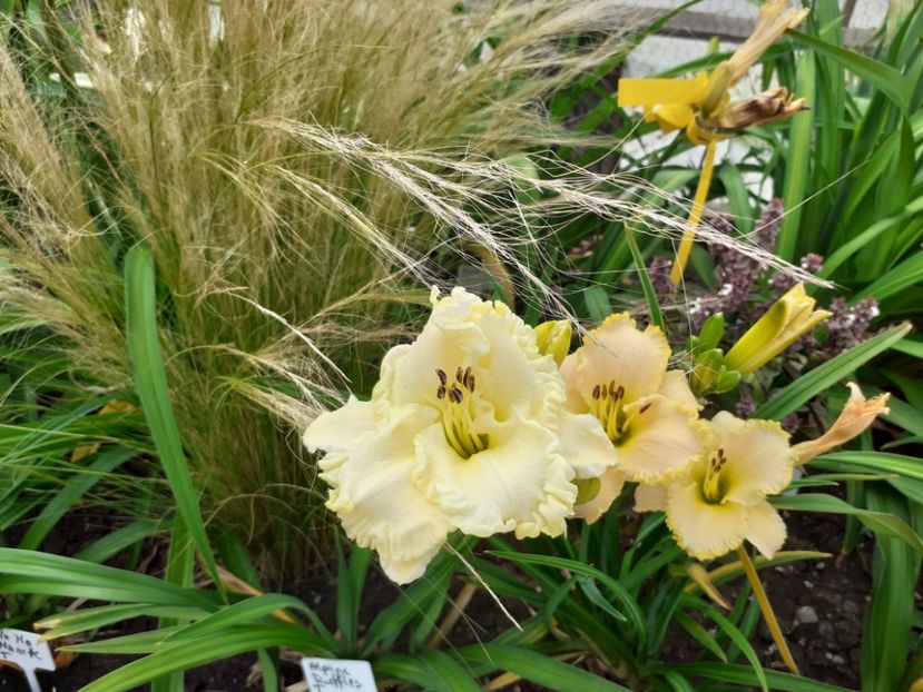  - Hemerocallis 2022