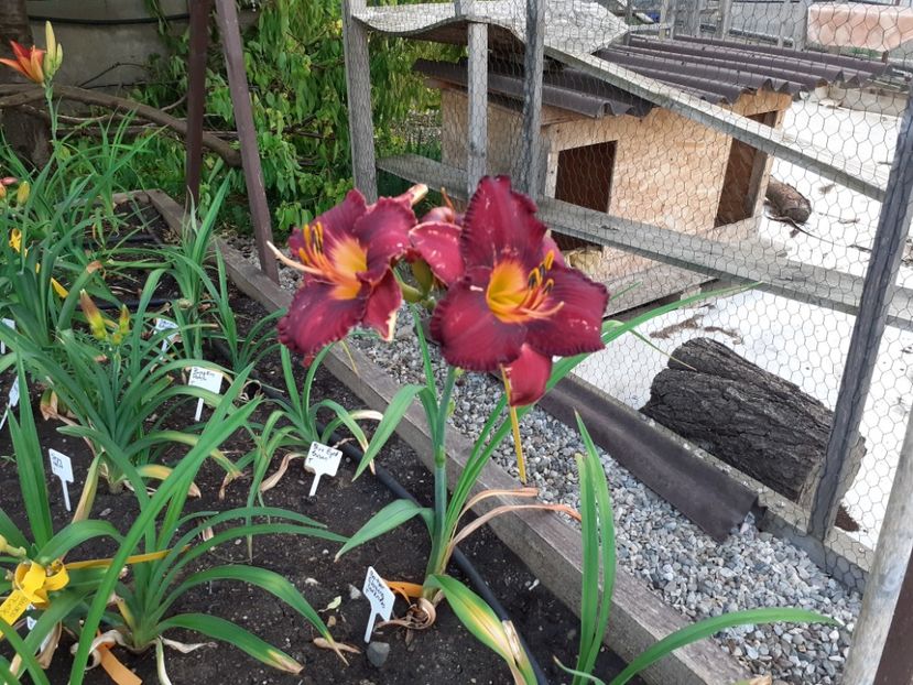  - Hemerocallis 2022