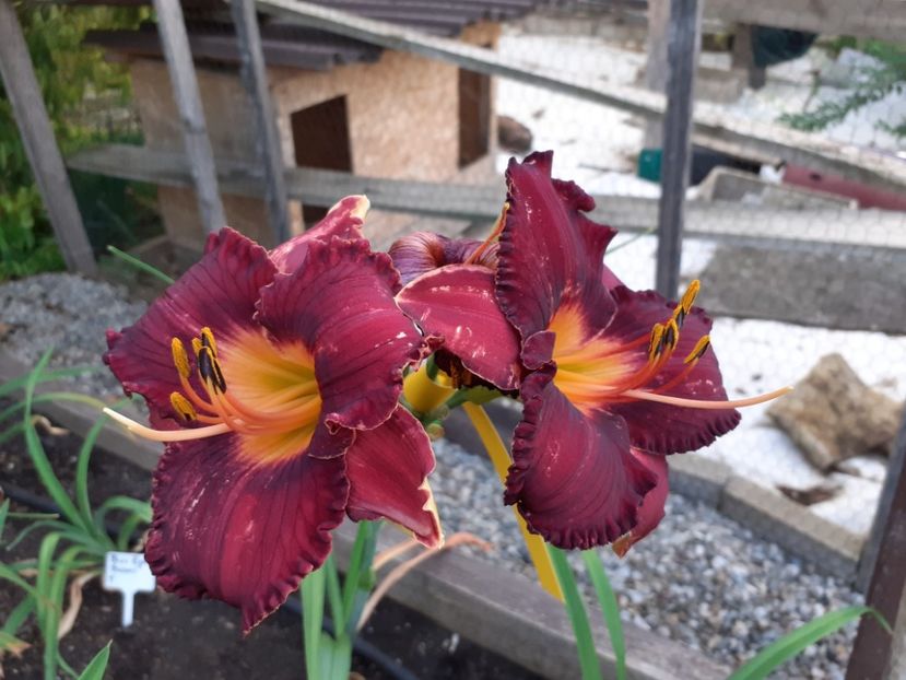  - Hemerocallis 2022