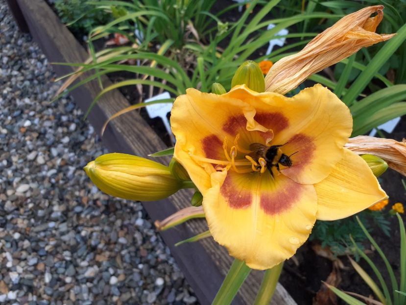  - Hemerocallis 2022