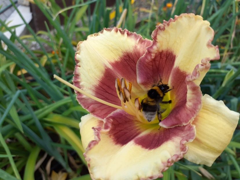  - Hemerocallis 2022