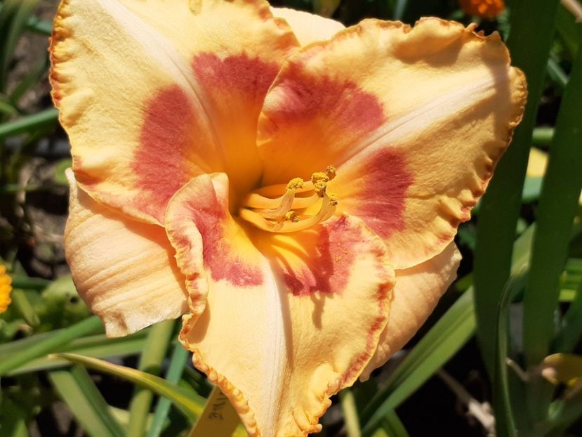 - Hemerocallis 2022