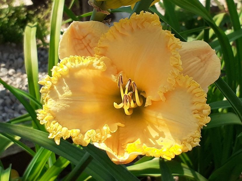  - Hemerocallis 2022