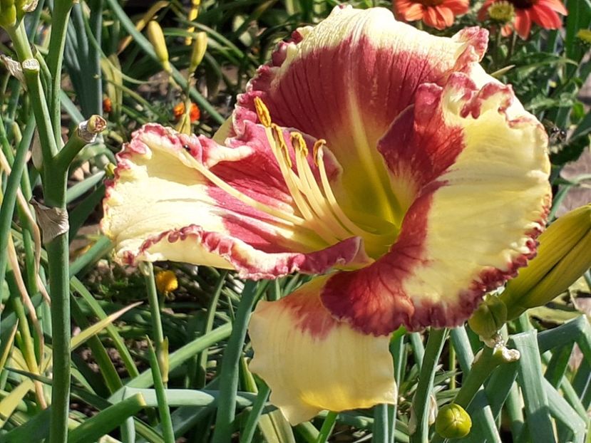  - Hemerocallis 2022