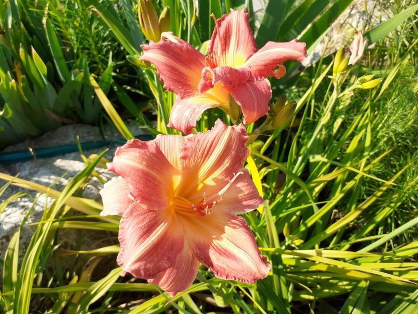  - Hemerocallis 2022
