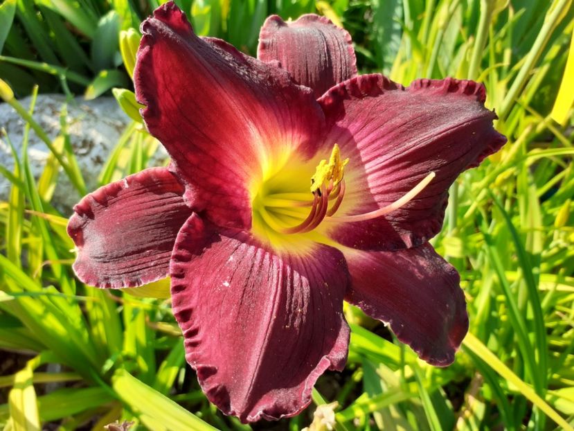  - Hemerocallis 2022