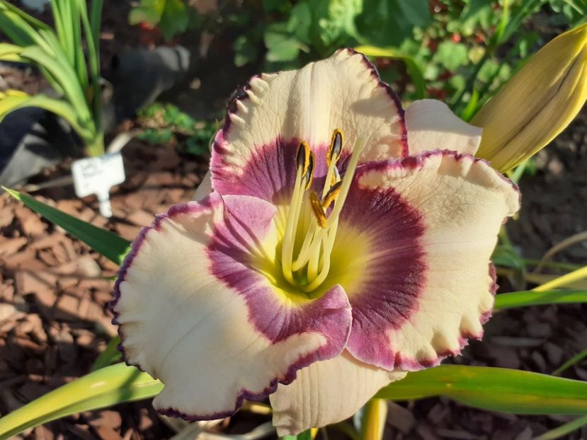  - Hemerocallis 2022