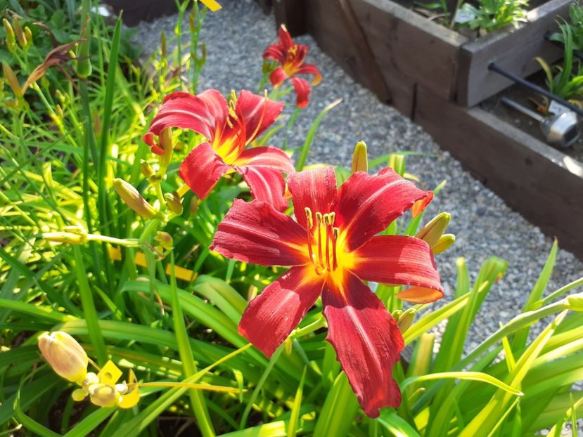  - Hemerocallis 2022