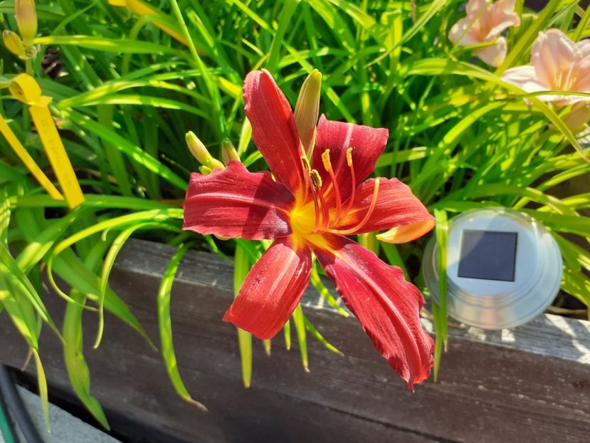  - Hemerocallis 2022
