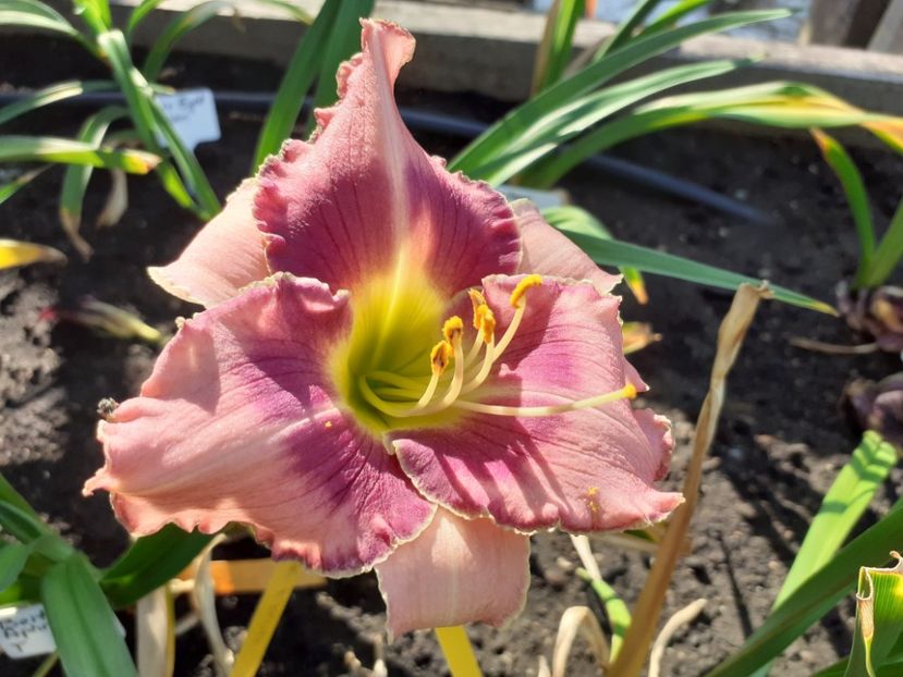  - Hemerocallis 2022