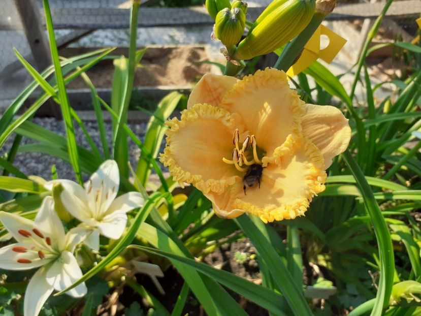  - Hemerocallis 2022