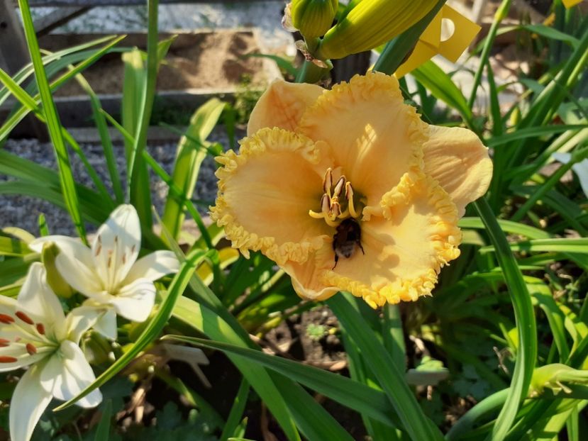  - Hemerocallis 2022