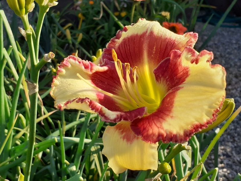  - Hemerocallis 2022