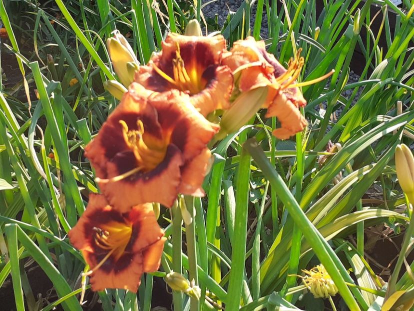  - Hemerocallis 2022