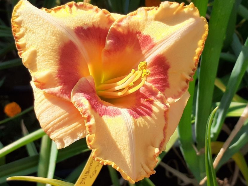  - Hemerocallis 2022