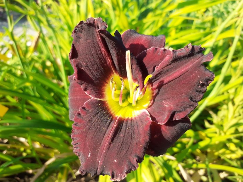 - Hemerocallis 2022