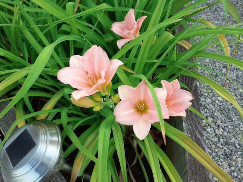  - Hemerocallis 2022