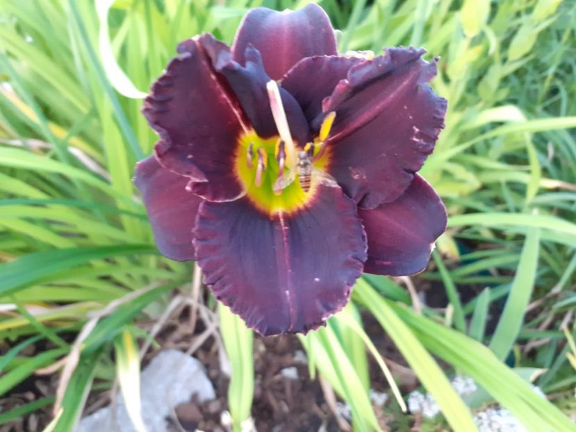  - Hemerocallis 2022