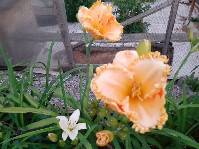  - Hemerocallis 2022