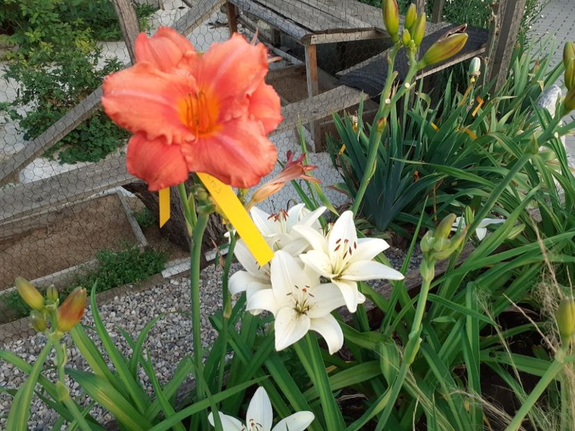 - Hemerocallis 2022