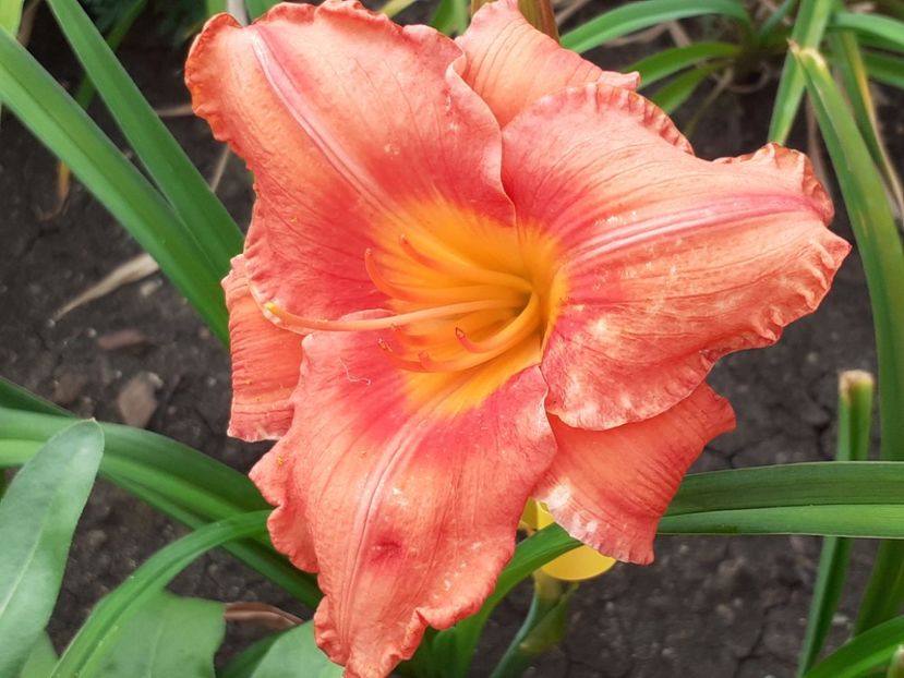  - Hemerocallis 2022