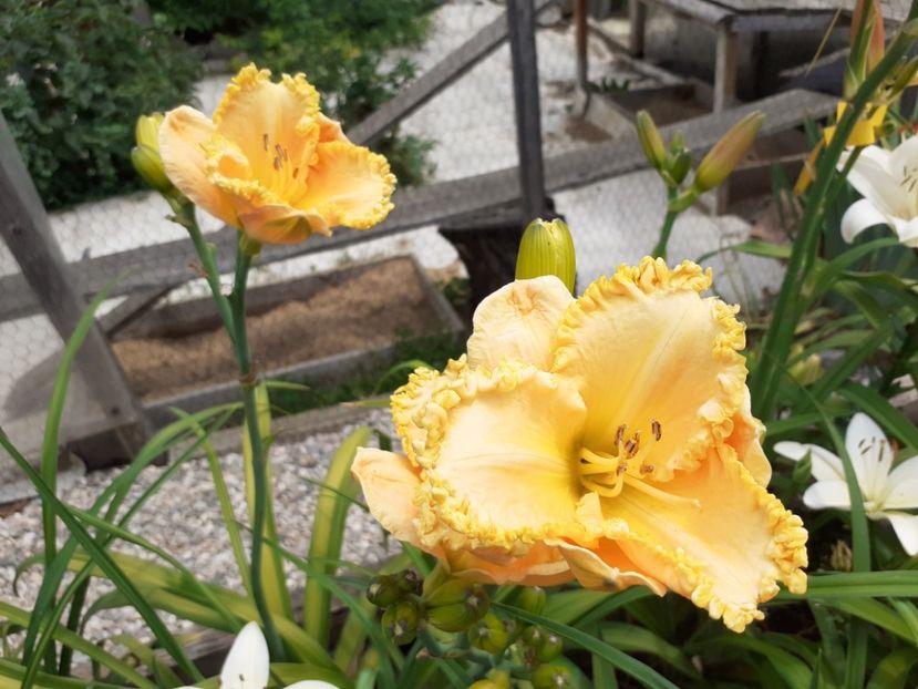  - Hemerocallis 2022