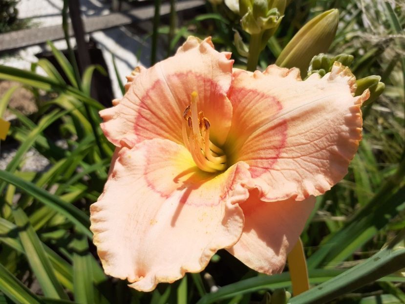  - Hemerocallis 2022