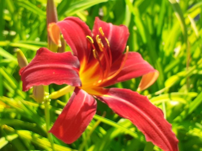  - Hemerocallis 2022