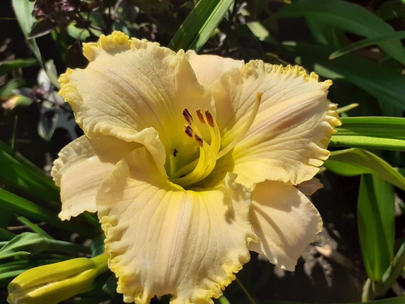  - Hemerocallis 2022