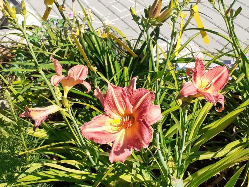  - Hemerocallis 2022