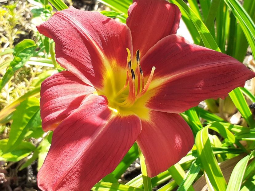  - Hemerocallis 2022