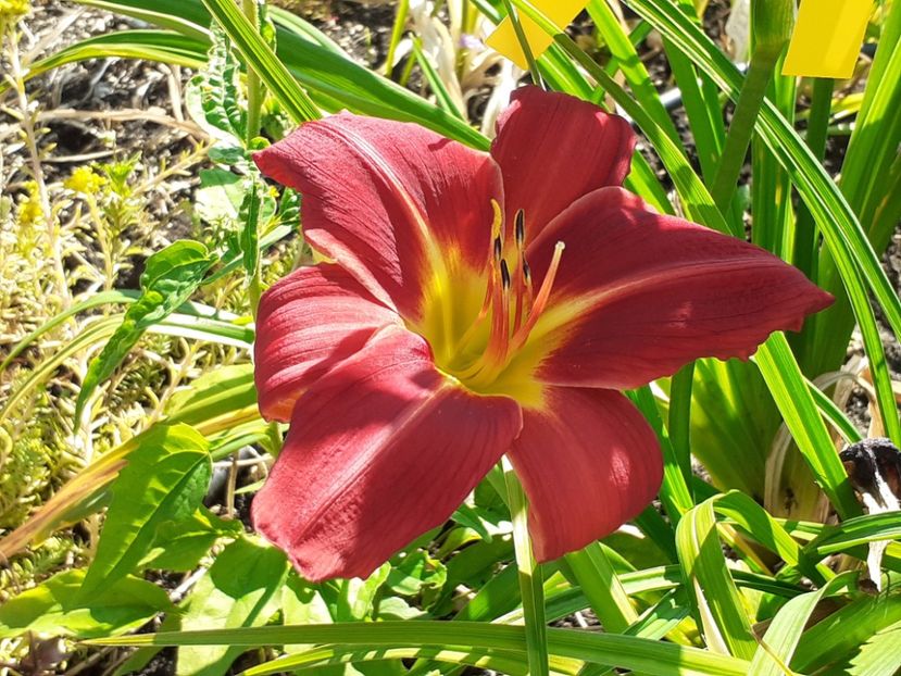  - Hemerocallis 2022