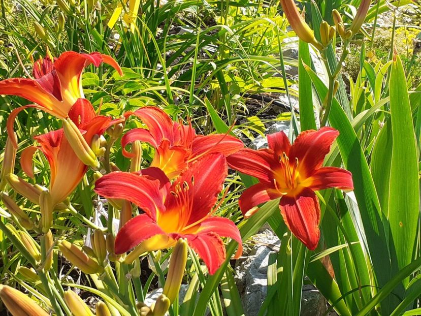  - Hemerocallis 2022
