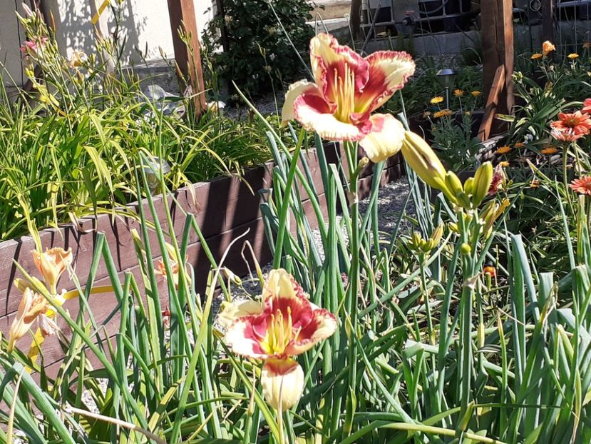  - Hemerocallis 2022