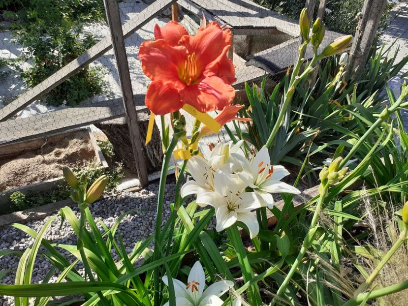  - Hemerocallis 2022