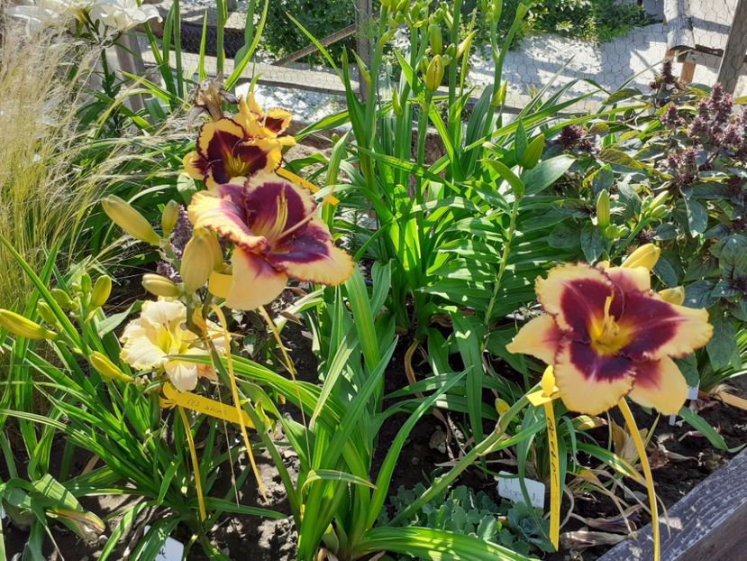  - Hemerocallis 2022