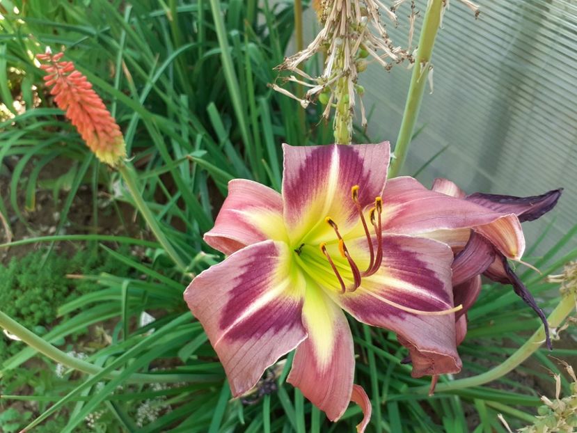  - Hemerocallis 2022