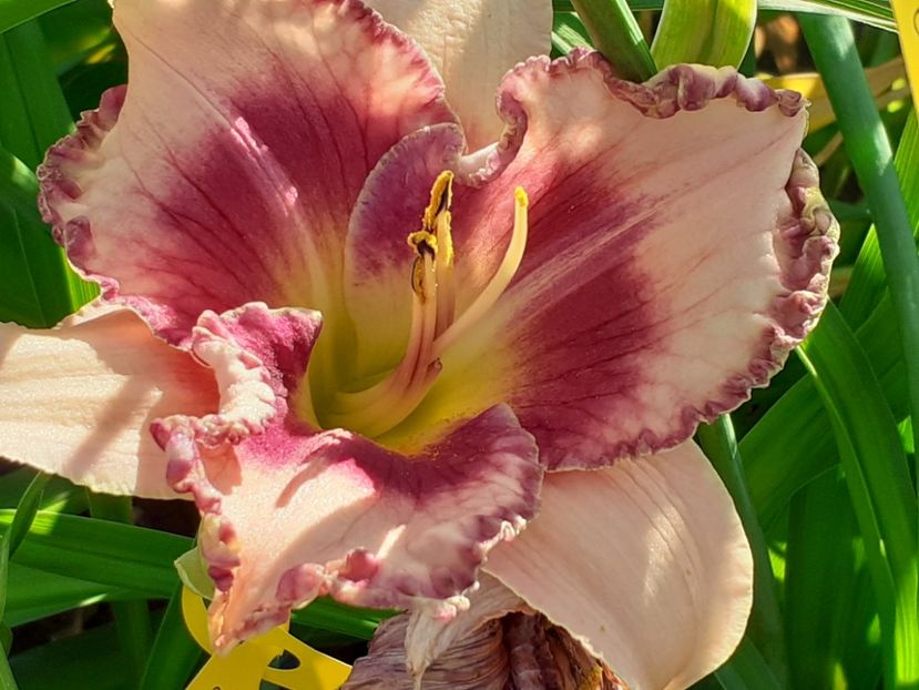  - Hemerocallis 2022