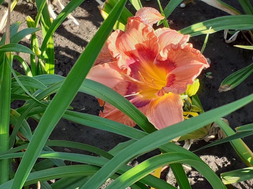  - Hemerocallis 2022