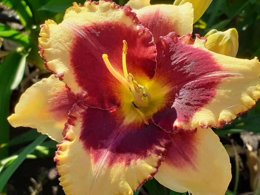  - Hemerocallis 2022