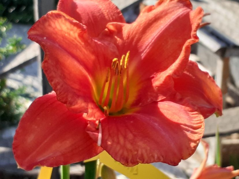  - Hemerocallis 2022