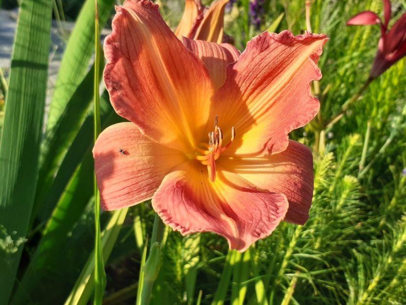  - Hemerocallis 2022