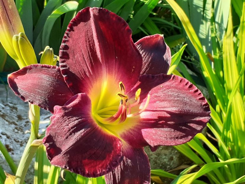  - Hemerocallis 2022