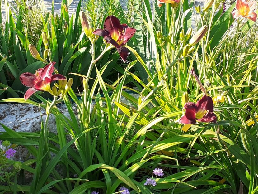  - Hemerocallis 2022